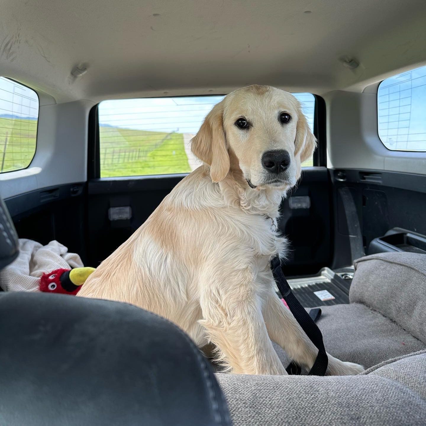 Golden Retriever Breeder Vista 