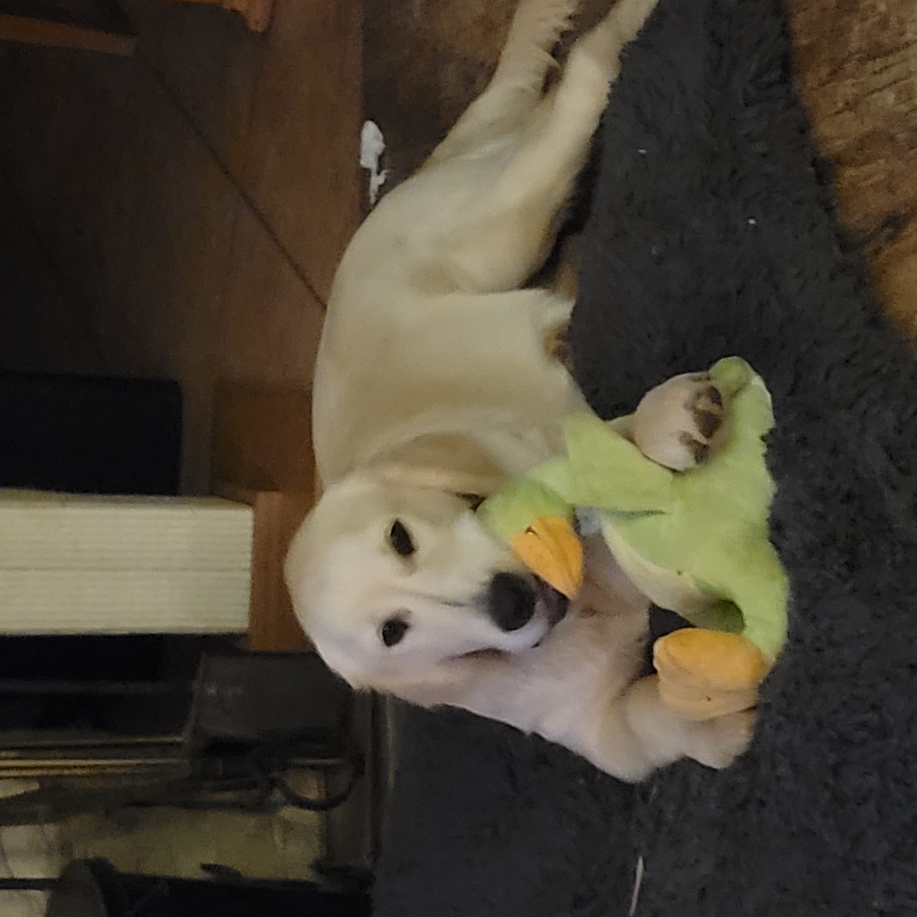 Golden Retriever Puppies chewing on a toy 