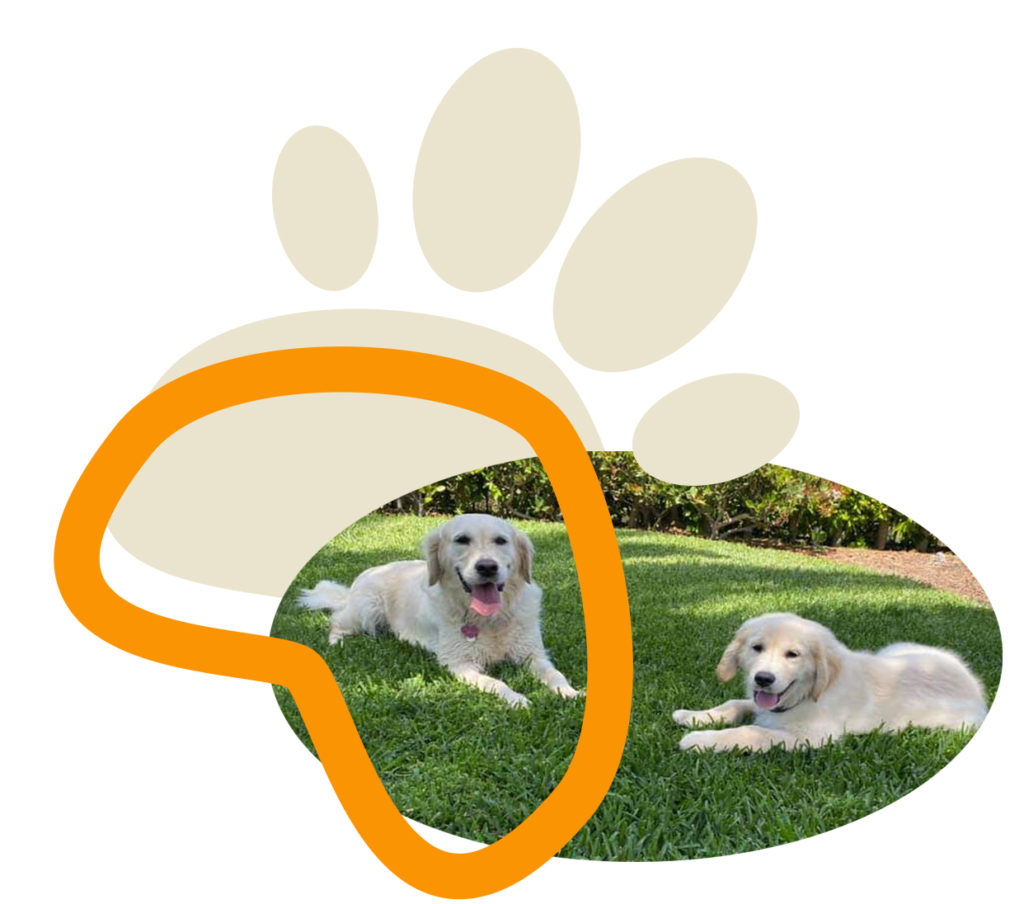 Golden Retriever Puppies for sale in Vista